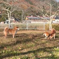 リードに繋がれて対面する2頭の犬