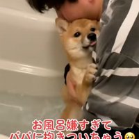 パパに抱きつくまろ君