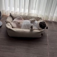 仰向けで寝転がる犬