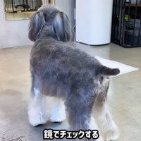 トリミング後のなぎちゃん2