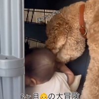 赤ちゃんにくっついてクレートの中に顔を入れる犬