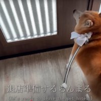 出口で待つ柴犬