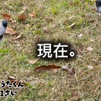 若い成犬に吠える成犬