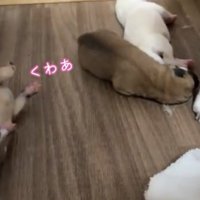 床でもぞもぞ動く3匹の犬