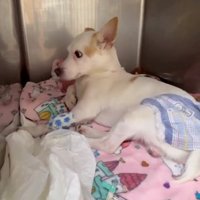 毛布の上で横たわる犬