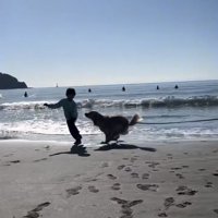 砂浜を一緒に走る犬と人