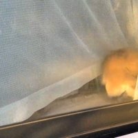 ひめちゃんのお出迎え7