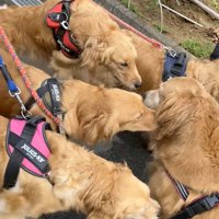 わんこ5匹の圧巻の光景