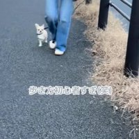 散歩に慣れてきたこはくくん