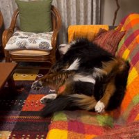 ソファで寝るリンちゃん