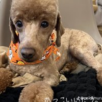 堂々と視線を向ける犬