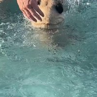 プールに来たぽんずちゃん6