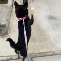 立って歩く犬2