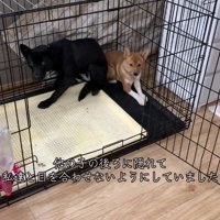 黒い犬の後ろに隠れる子犬