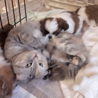猫にぴったり寄り添う子犬たち