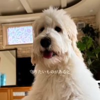 アグちゃんをお迎えするまで5