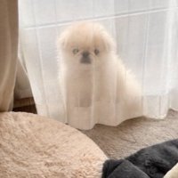 隠れてる