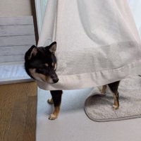 カーテンと一体化するあずきちゃん