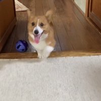 笑顔のロイくん