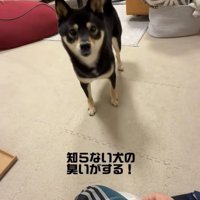 飼い主を見つめる犬