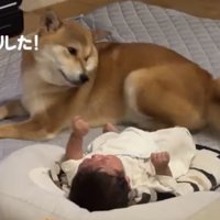 泣いている赤ちゃんを振り返る犬