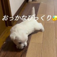 おっかなびっくりだったり…