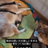クッションに横たわるお姉ちゃん犬を見つめる妹犬