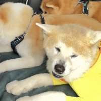 隙間に収まる犬