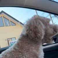 パニックになる犬