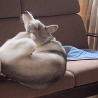 頭を搔いていたら…