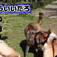 撫でられたあとにその場を離れる犬