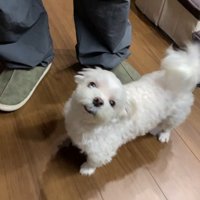 ナナくんとパパさんの再会9