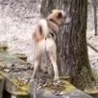 右の遊歩道を歩く垂れ耳の犬