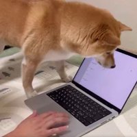 カーソル