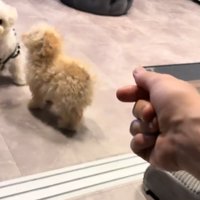 指を鳴らす飼い主さん