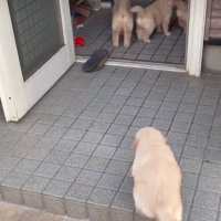 出遅れたパピーさん