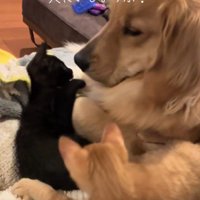 猫さんが体調不良に…