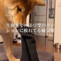 最後は遊んであげた♪