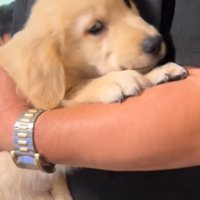 顔を上げる子犬