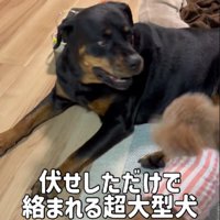 トイプードルが強い！？