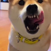 ペロリと舐めるも…