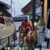 立つ犬