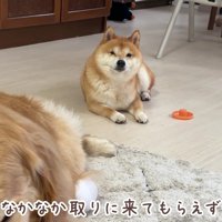しょんぼり顔で待機