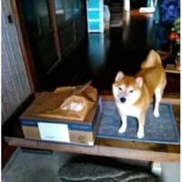 荷物を守っているのかな？