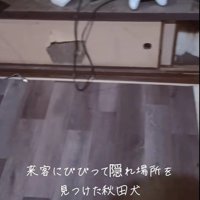 お客さんが来た時のひめちゃん2
