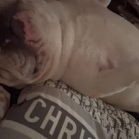 仰向けで眠る犬