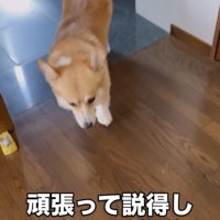 うつむいて歩く犬