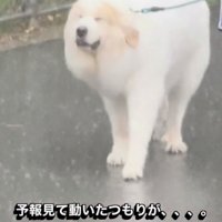 急に土砂降りに！