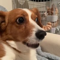 まめちゃんがちょっかいを掛けると…