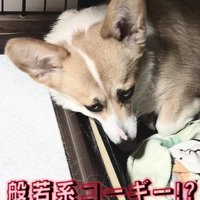 般若系コーギー！？